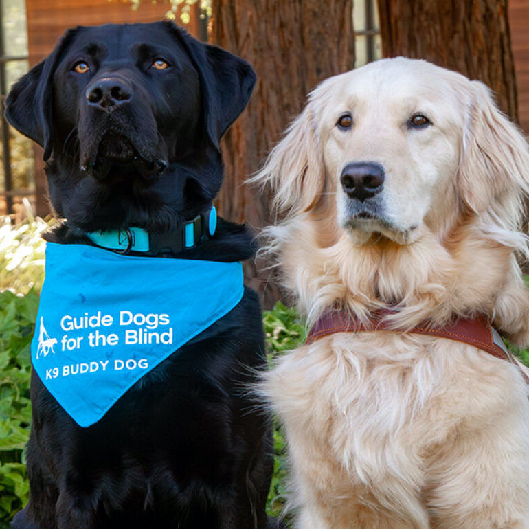 Guide Dogs For The Blind